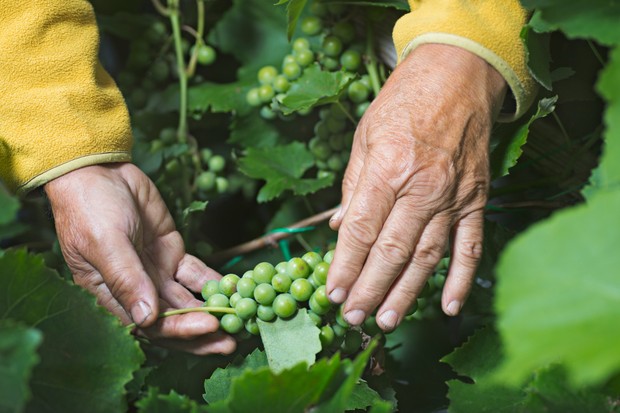Como plantar uvas no quintal (Foto: Getty Images)