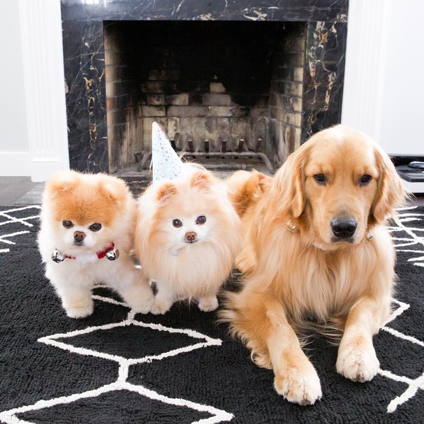 @buddyboowaggytails (Foto: Instagram/Reprodução) @buddyboowaggytails (Foto: Instagram/Reprodução)
