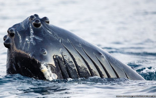 Das baleias a insetos ciborgues: uma história de animais espiões
