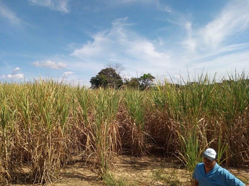 Cemitério abandonado de Botucatu foi localizado em meio a canavial  — Foto: Prefeitura de Botucatu /Arquivo pessoal