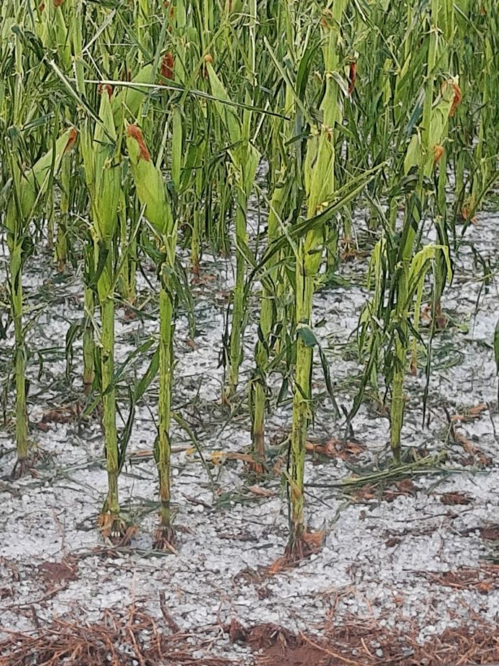 Granizo afetou inúmeras lavouras.  — Foto: Reprodução/Arquivo pessoal