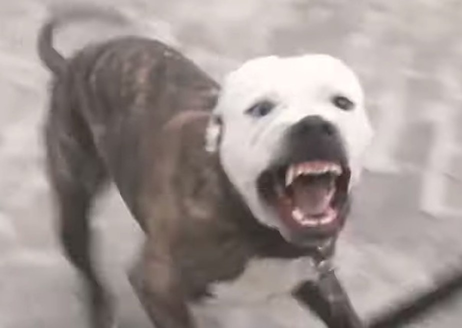 Pitbull: cães da raça só podem circular em locais públicos com focinheira