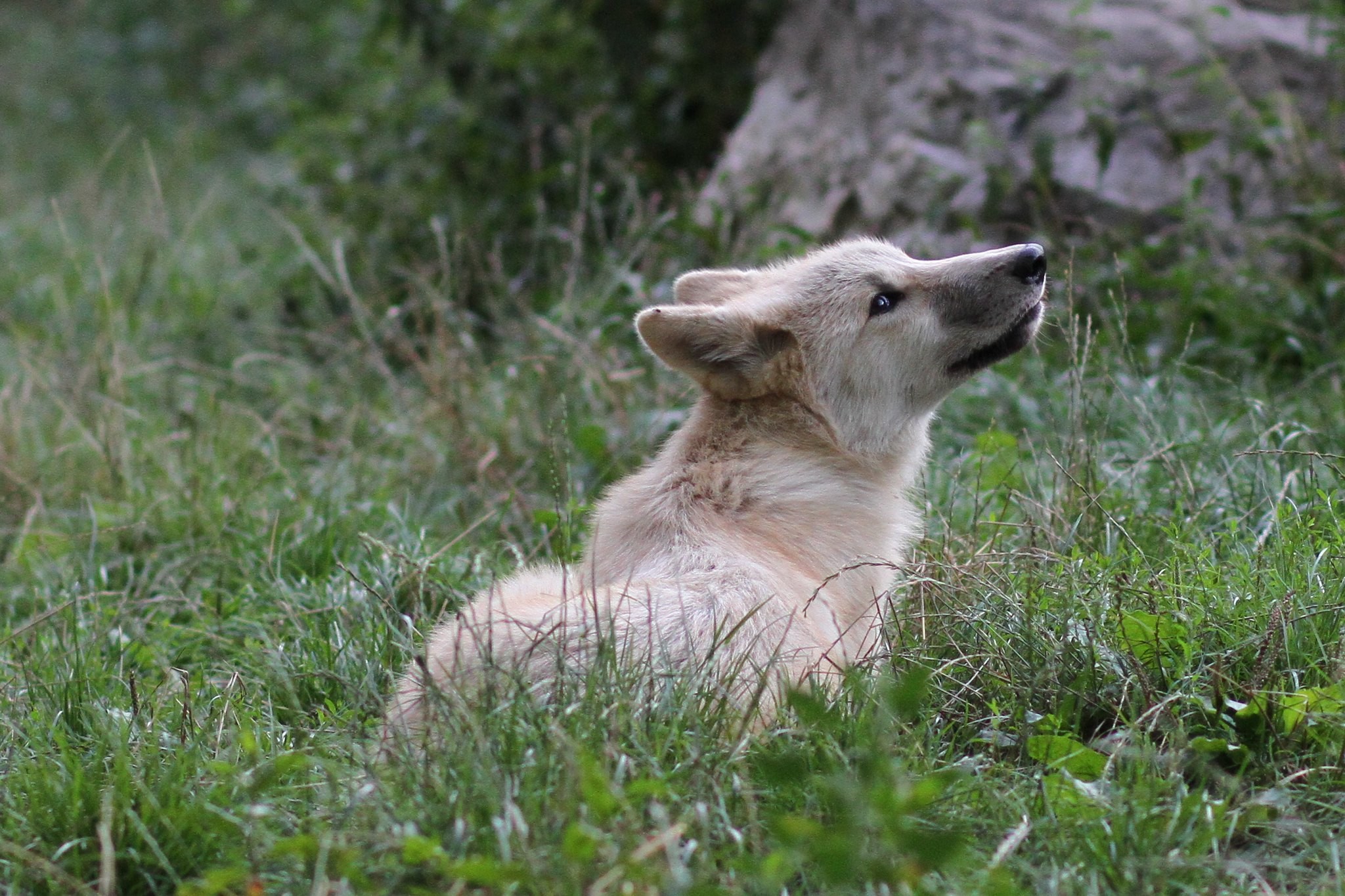 Filhote de lobo-do-ártico (Foto: zoofanatic/Flickr)