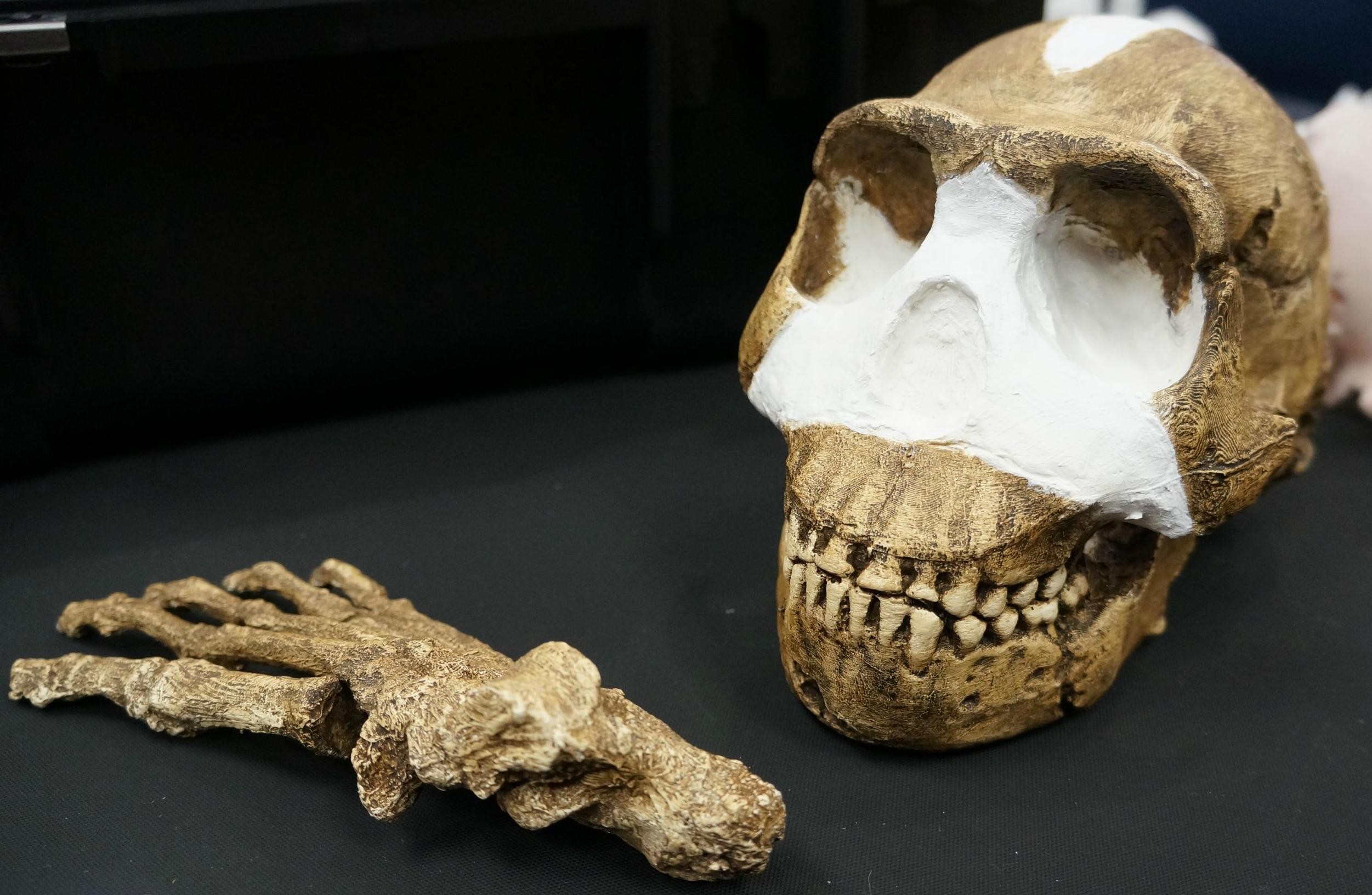 um crânio e uma mão do H. naledi (Foto: Reprodução)