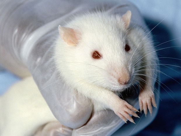 Experimento submeteu ratas grávidas à radiação de telefones celulares. (Foto: Janet Stephens/Wikimedia Commons )