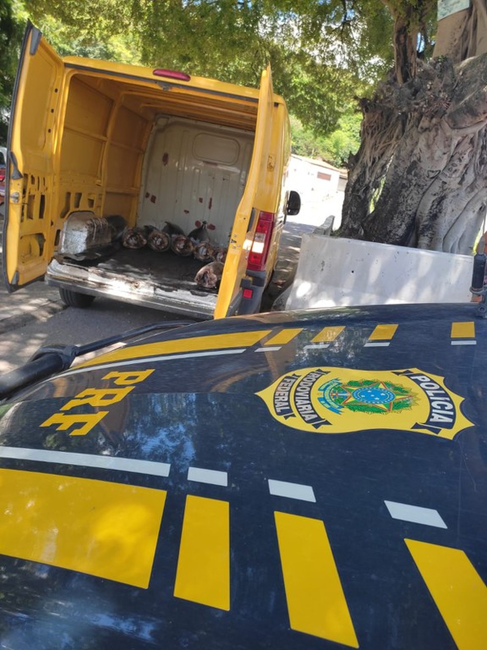 Apreensão aconteceu em Natal, na BR-226 — Foto: Divulgação/PRF