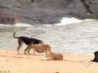 Moradores e turistas reclamam de cachorros abandonados, no ES