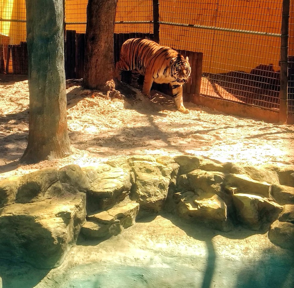 Tigre siberiano ocupa recinto do Leão Léo, que morreu em julho do ano passado em Piracicaba (Foto: Felipe Ferreira/CCS)