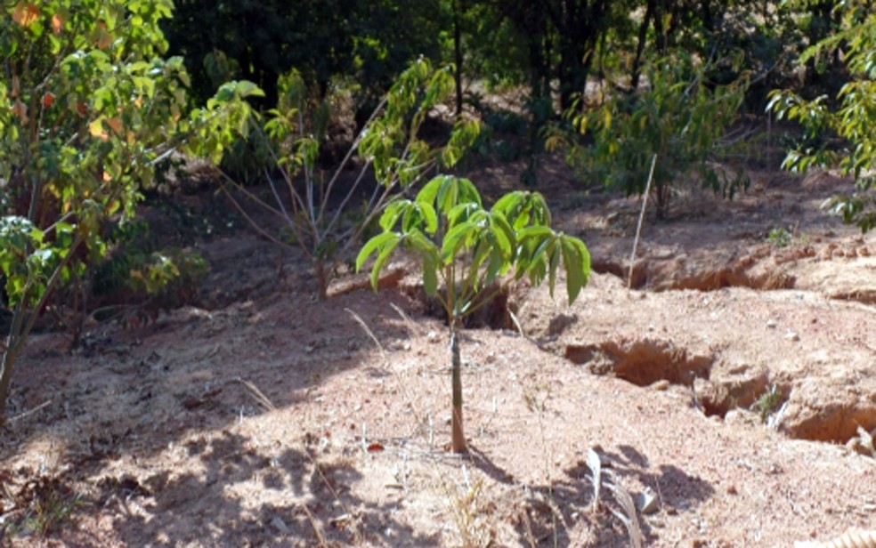 Sulcos de erosão em área de plantio devido Ã  escolha de terreno declivoso para compensação ambiental (Foto: ThaÃ­s Prado Avancini/Arquivo pessoal)