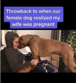 Reação de cadela ao descobrir que dona está grávida viraliza (Foto: Reprodução/TikTok/maxpotentialdogtraining)
