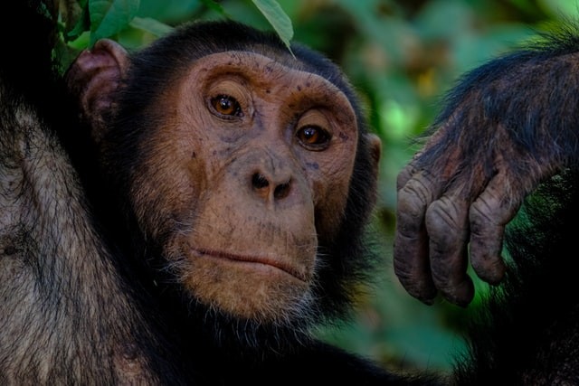 Foram estudados 12 macacos de um zoológico em Chicago (Foto: Unsplash/ Francesco Ungaro/ CreativeCommons)