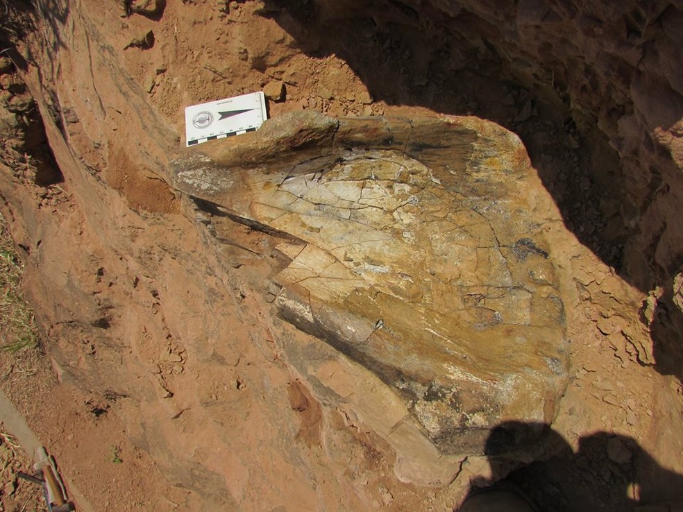 Fóssil de titanossauro foi encontrado em Flórida Paulista (Foto: Museu de Paleontologia de Marília)