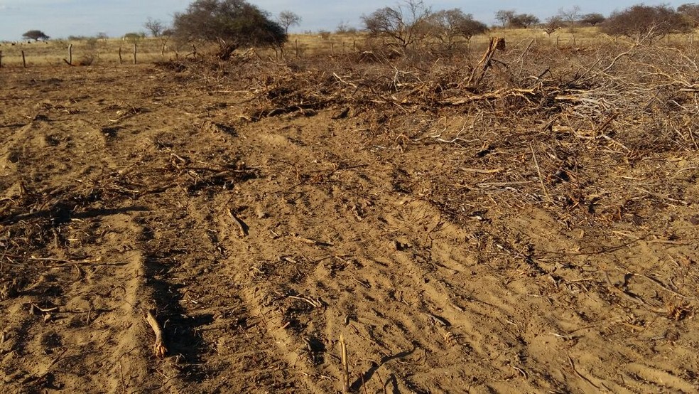 Áreas desmatadas ilegalmente foram encontradas no sertão de Pernambuco (Foto: Ibama-PE)