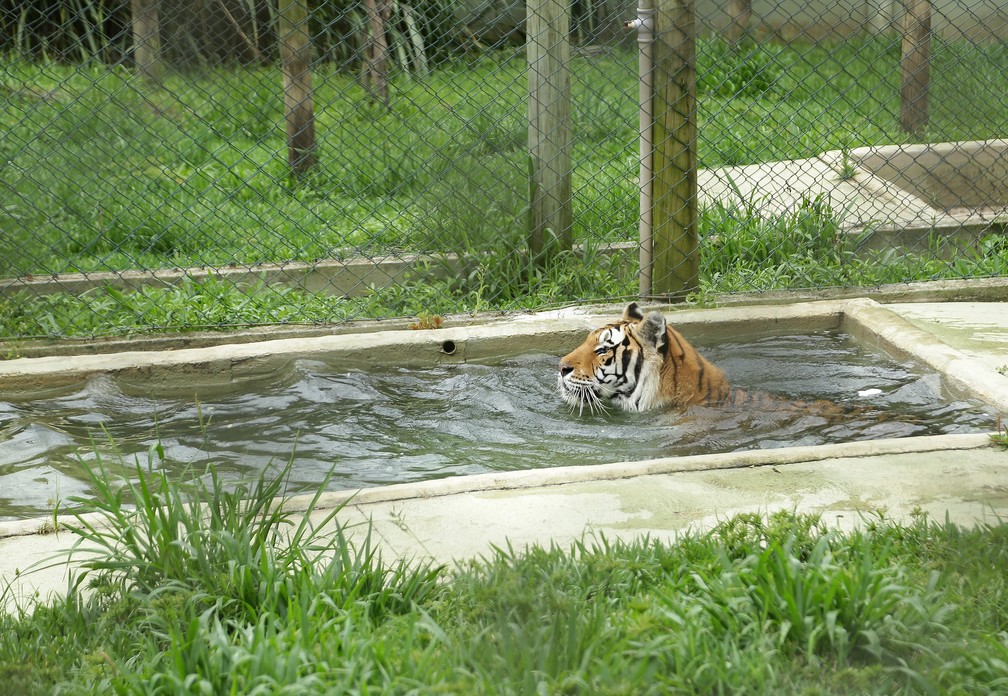Tigre Tom aproveita a piscina do recinto para se refrescar no calor intenso da capital  â Foto: Giuliano Gomes/PR Press