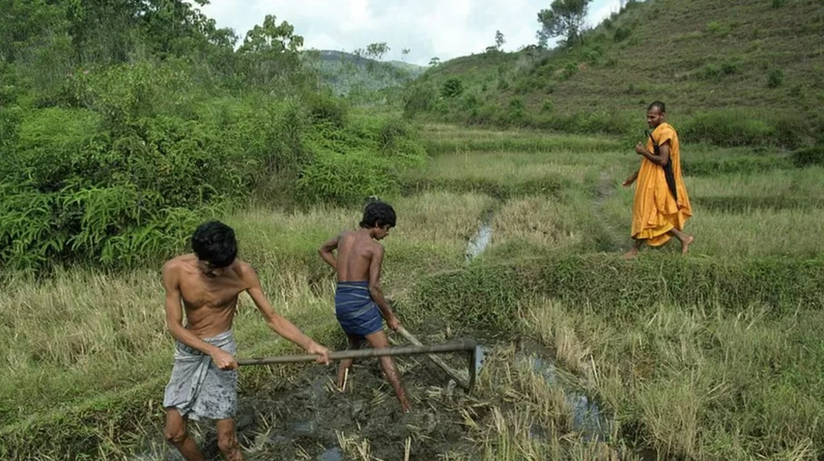 El papel de la agricultura ecológica en la crisis que condujo a la caída del gobierno de Sri Lanka |  Globalismo