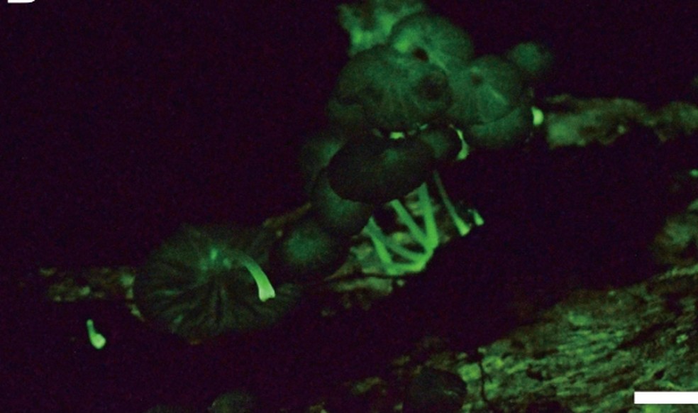 Imagens da nova espécie de fungos bioluminescentes da Amazônia foram publicadas na Revista Mycoscience. — Foto: Revista Mycoscience