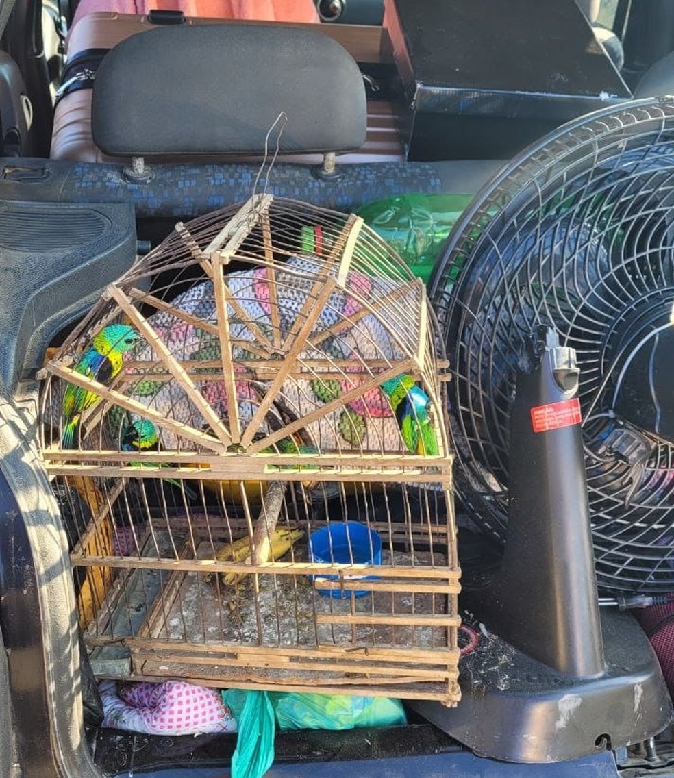 Animais estavam no porta-malas de um carro que fazia ultrapassagens pelo acostamento da BR-101 — Foto: Divulgação/PRF