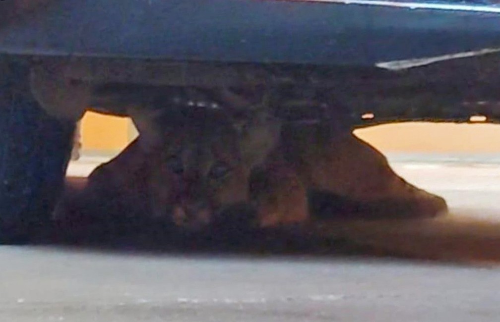 Onça-parda foi encontrada embaixo de um carro, na garagem de uma casa, em Presidente Venceslau — Foto: Polícia Ambiental