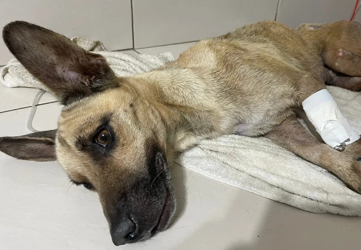 Cão tem patas decepadas por foice em Fortaleza, e associação pede ajuda com os custos do tratamento