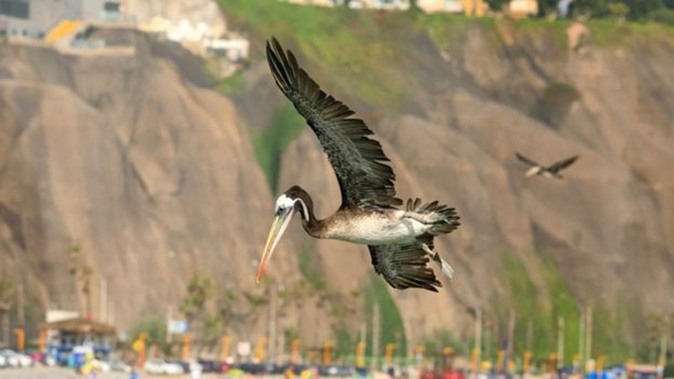 Os habitantes de Nazca desenharam aves exóticas, como pelicanos, que podem ter conhecido ao procurar alimentos na costa — Foto: Getty Images