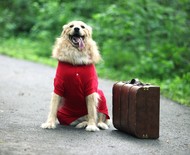 Viagem internacional com pets: regras, documentos e passo a passo