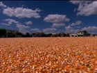 Agricultores da BA colhem recorde de milho em região semi-árida