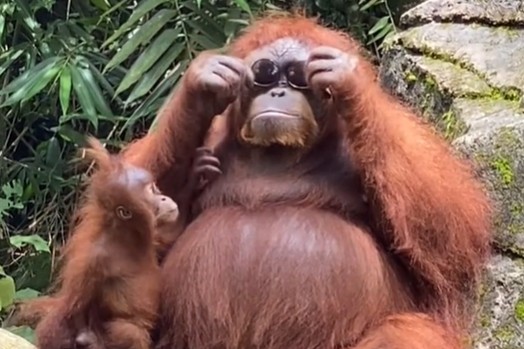 Orangotango viraliza ao colocar os óculos de sol de uma influencer na Indonésia (Foto: Reprodução/TikTok)