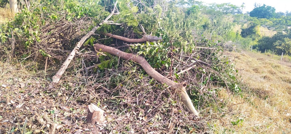 Sitiante fez o corte de 109 árvores nativas sem autorização — Foto: Polícia Ambiental