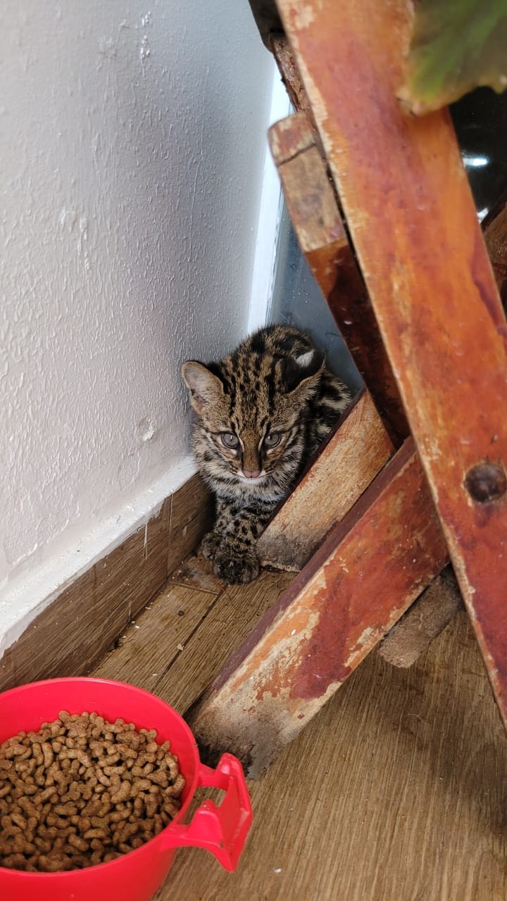 Gato-do-mato-pequeno, ameaçado de extinção, é resgatado em garagem de casa em SC; VÍDEO