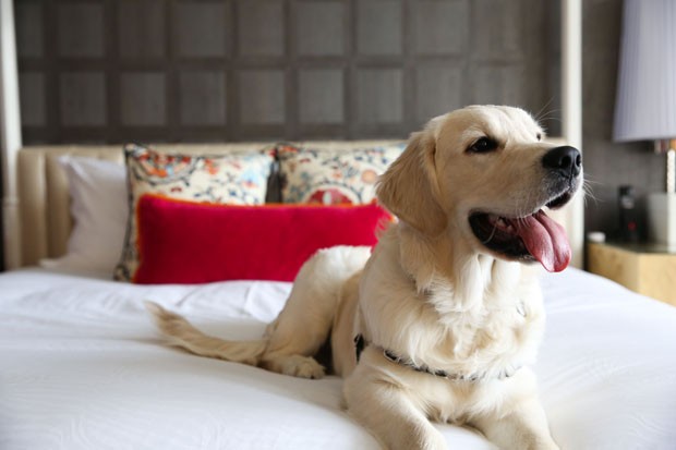 Hotéis de luxo contratam cães como concierges (Foto: divulgação)