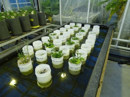 Experimento com plantas do cientista Wieger Wamelink (Foto: Wieger Wamelink/Divulgação)