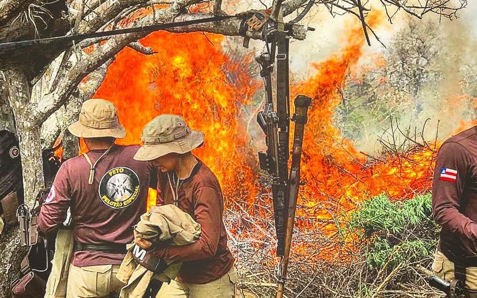 Plantações com cerca de 30 mil pés de maconhas foram incineradas — Foto: SSP-BA / Divulgação 