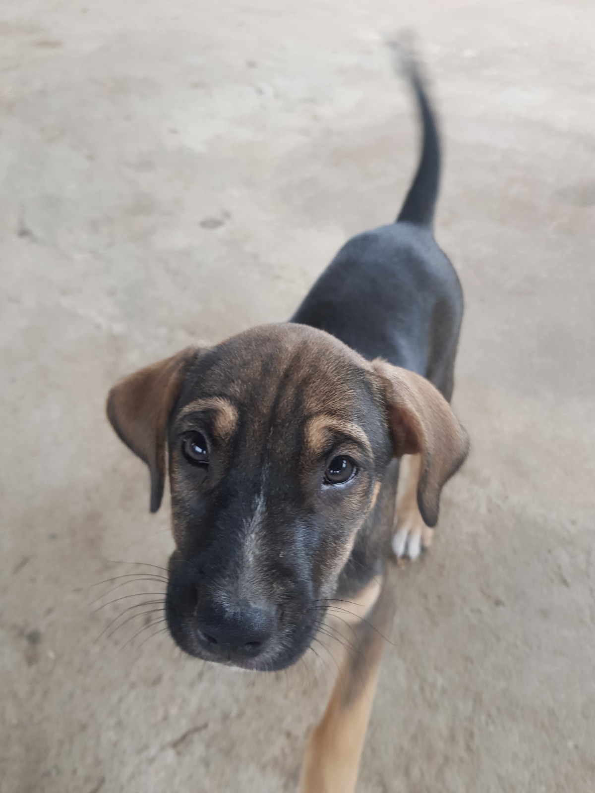 Procura-se Ogum: filhote de cachorro foi adotado em Belo Horizonte e logo após abandonado