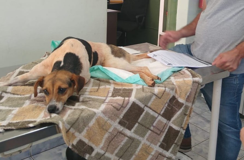 Cachorra atropelada em Itapetininga foi socorrida às pressas para Botucatu — Foto: UIPA/Divulgação