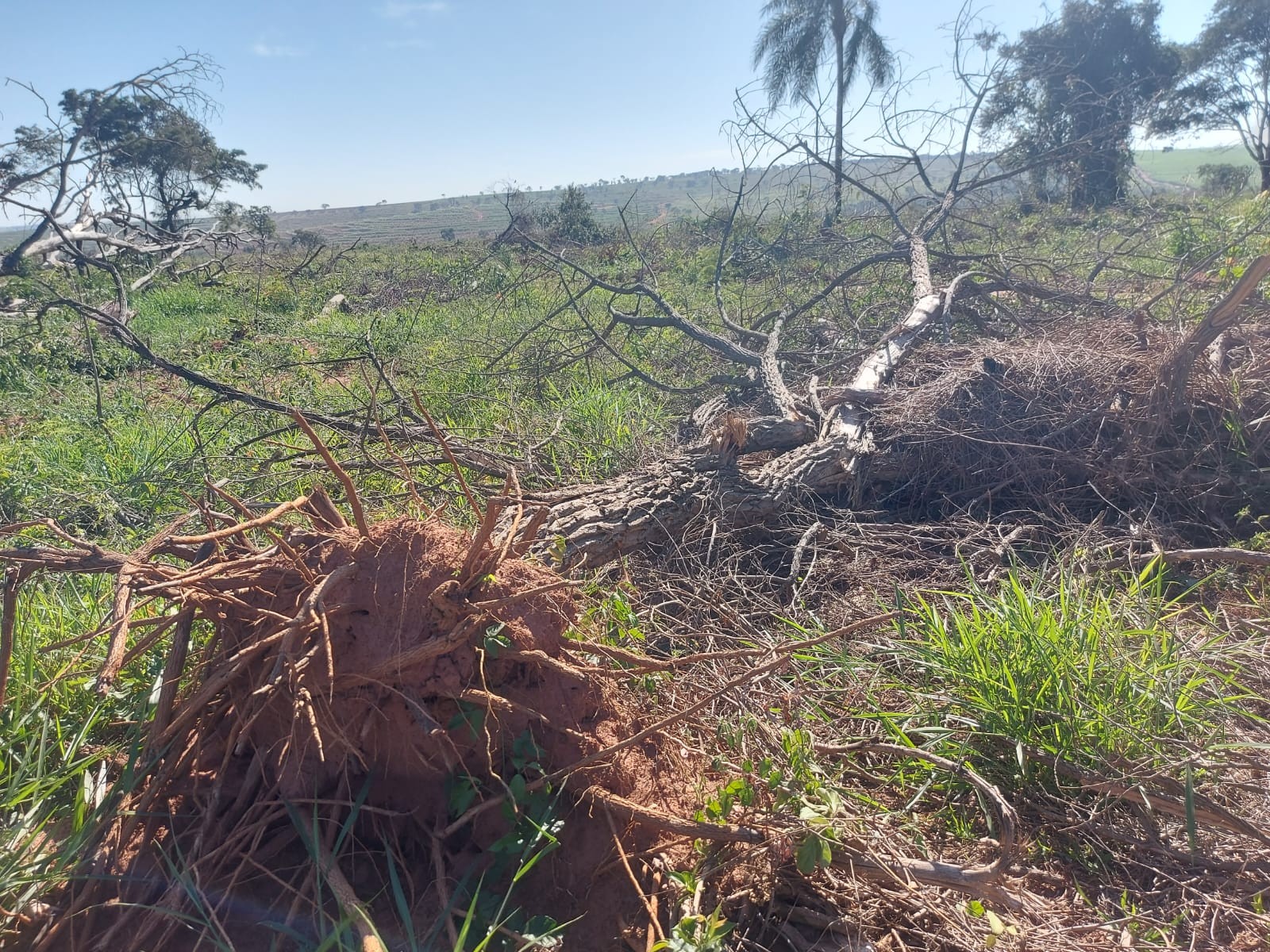 Fazendeiro leva multa de quase R$ 190 mil por desmatamento de 11 hectares de vegetação nativa, em Sandovalina thumbnail