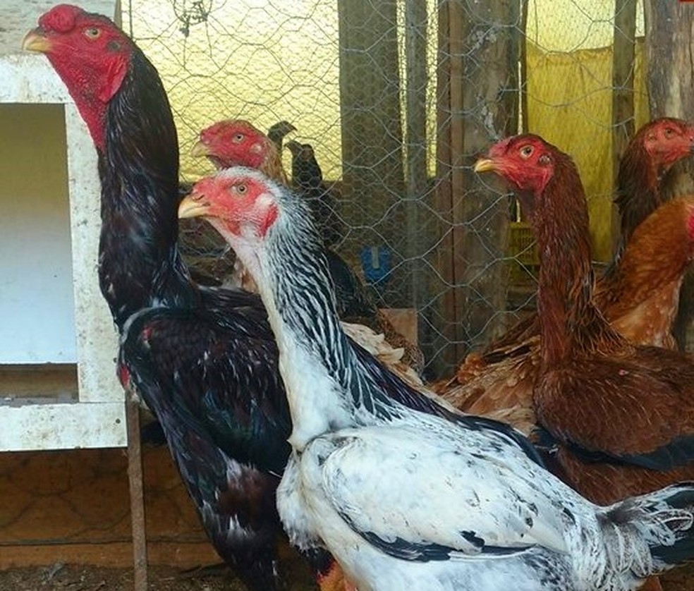 Raça índio é desenvolvida no Brasil  a partir de cruzamento (Foto: Arquivo Pessoal/Filipe Godinho)