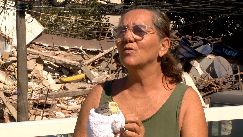 asomadetodosafetos.com - Calopsita da única sobrevivente do desabamento do prédio no ES é resgatada entre os escombros