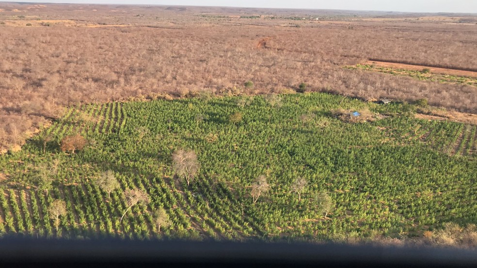 Plantação de maconha é descoberta no Sul do Piauí — Foto: Divulgação/PM-PI