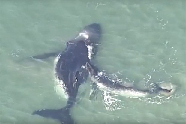 Filhote de baleia tenta ajudar a mãe, encalhada em banco de areia (Foto: Reprodução)