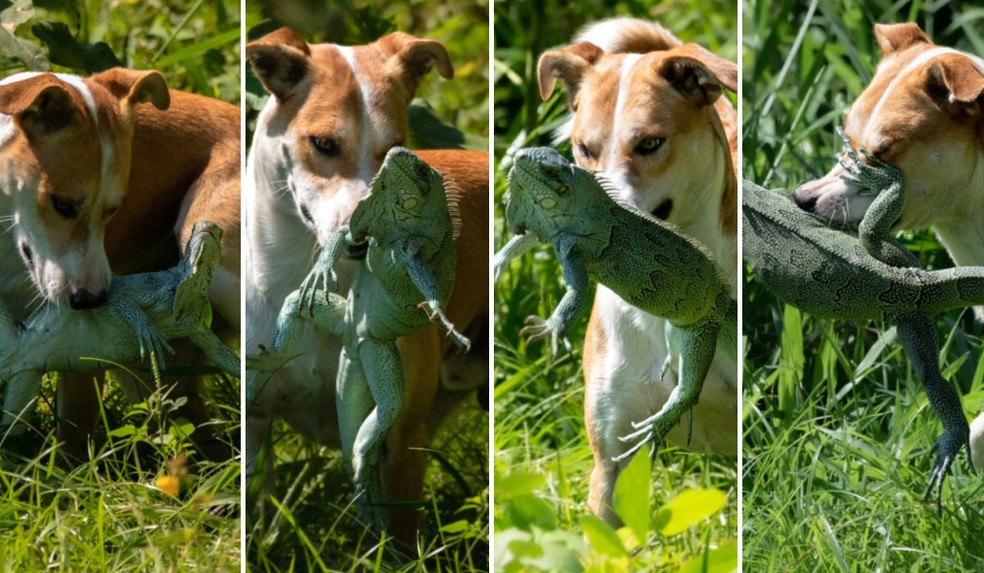 Apesar de insistência de cão, iguana conseguiu escapar com vida. — Foto: GuilhermeGiovani/ArquivoPessoal