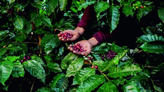 Representantes do café defendem práticas sustentáveis e condenam trabalho análogo à escravidão