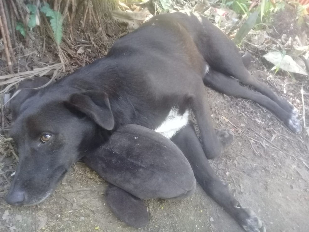 Pretinho estava deitado na rua quando foi atropelado por um carro de passeio &mdash; Foto: Arquivo Pessoal
