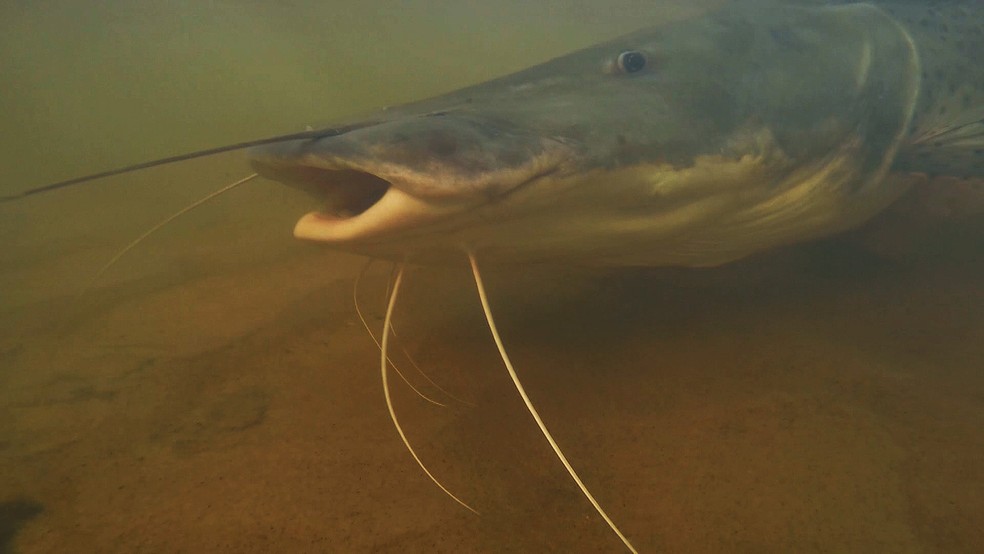 Pesca de pintado na Argentina rende peixes grandes — Foto: Wilson Aiello