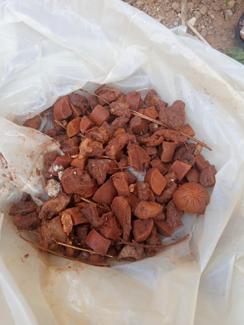 Cachorros e gatos são mortos com salsicha envenenada em São Julião, no Piauí — Foto: Apasju