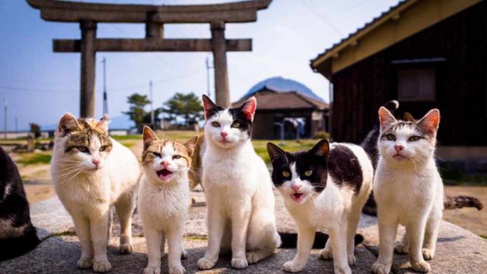 A popularidade dos gatos segue tendência crescente há mais de duas décadas.  — Foto: Getty Images via BBC
