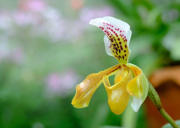 Yellow paphiopedilum or lady slipper orchid at tropical flower in Thailand (Foto: Getty Images/iStockphoto)