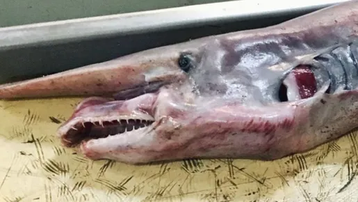 Pescador russo captura raro e bizarro espécime de tubarão-duende