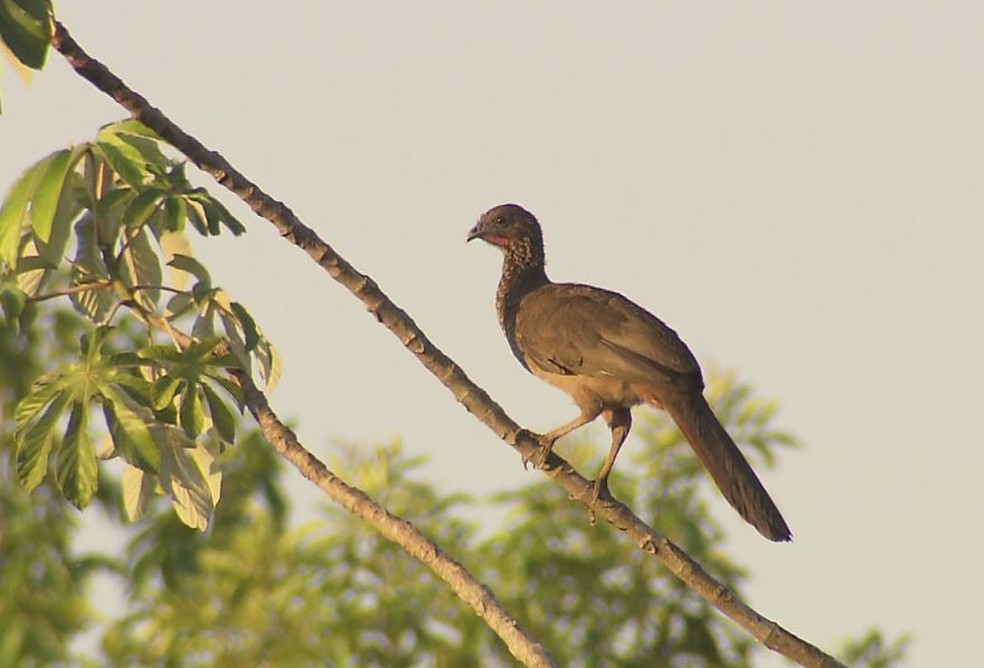 Ortalis remota é considerado o mais raro dos aracuãs Terra da Gente G1