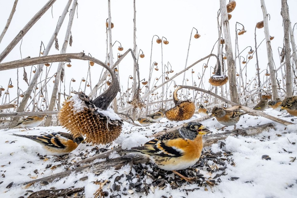 Campo de girassóis atrai pássaros — Foto: Mateusz Piesiak / TNC Photo Contest 2021