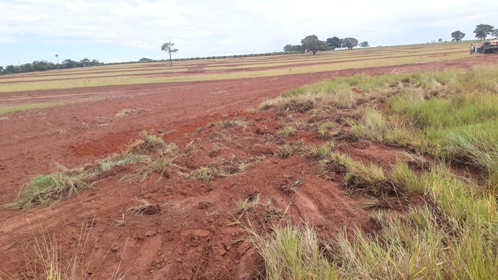 Ocorrência foi registrada em Tupi Paulista — Foto: Polícia Ambiental/Cedida
